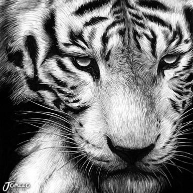 White Tiger - A4/A3/A2 Art Print